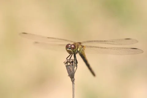 Insect World Stock Photos