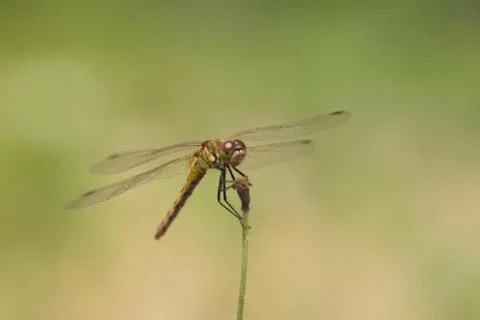 Insect World Stock Photos