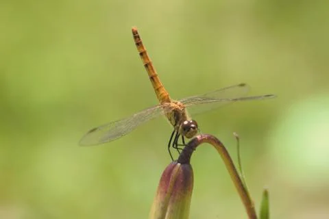 Insect World Stock Photos
