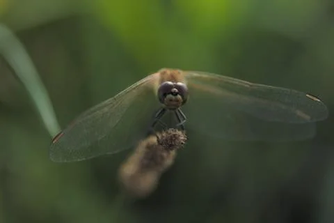 Insect World Stock Photos