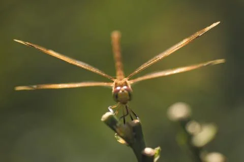 Insect World 스톡 사진