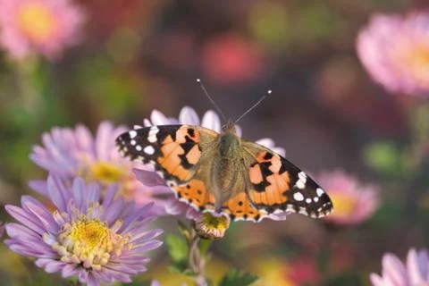 Insect World 스톡 사진