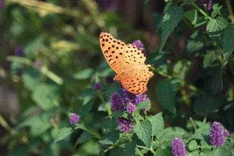 Insect World Stock Photos