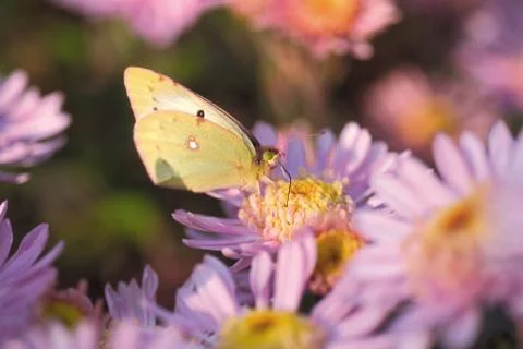 Insect World Stock Photos