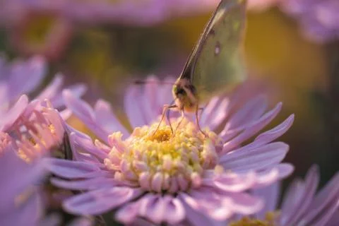 Insect World Stock Photos