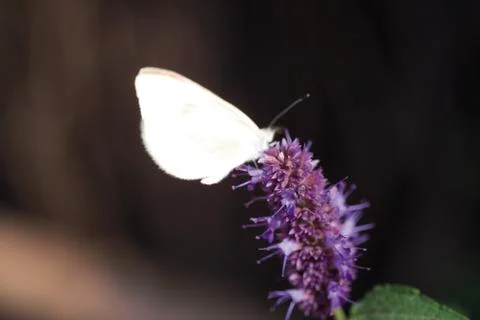 Insect World Stock Photos