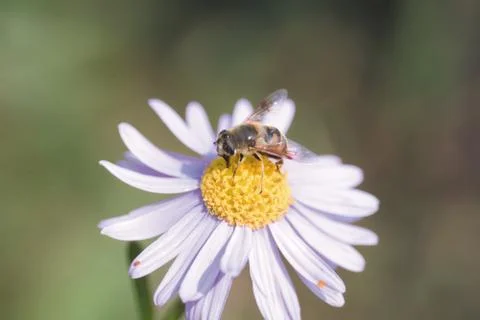 Insect World 写真素材