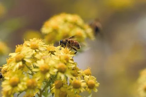 Insect World Stock Photos