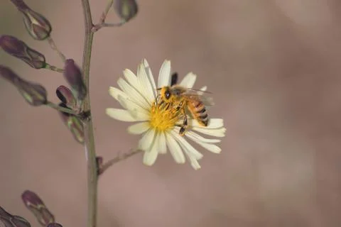 Insect World 스톡 사진