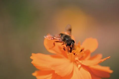 Insect World Stock Photos