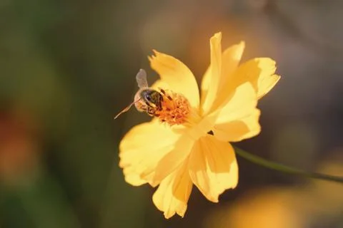 Insect World Stock Photos