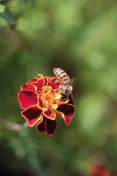 Insect World 스톡 사진