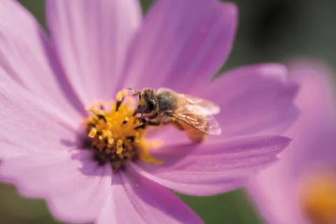 Insect World Stock Photos