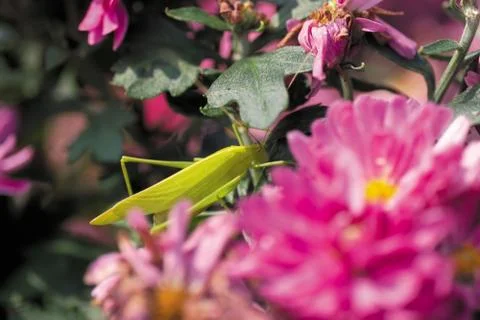 Insect World 写真素材