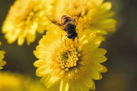 Insect World Stock Photos