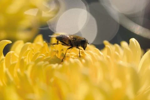 Insect World Stock Photos