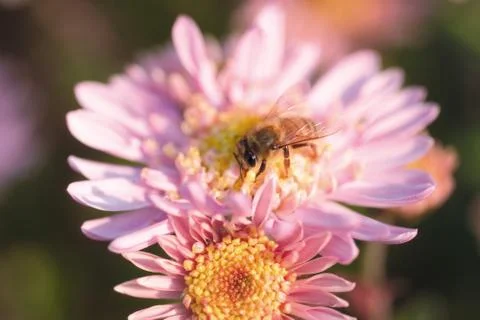 Insect World 写真素材