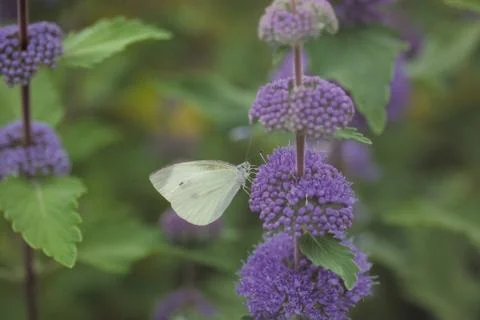 Insect World Stock Photos