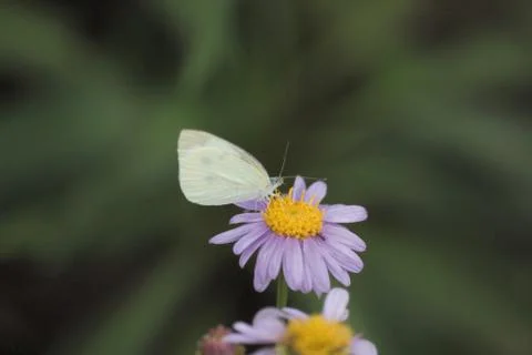 Insect World Stock Photos