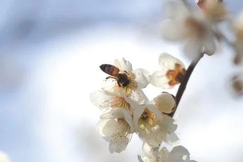 Insect World 写真素材