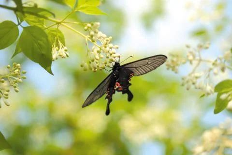 Insect World 写真素材