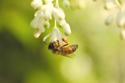 Insect World Fotos Stock