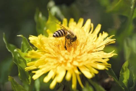 Insect World Stock Photos