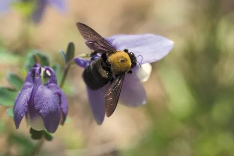 Insect World Stock Photos