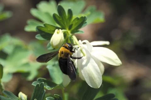 Insect World Stock Photos