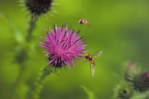 Insect World Stock Photos