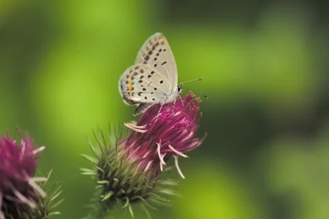 Insect World Stock Photos