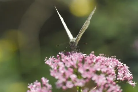 Insect World Stock Photos