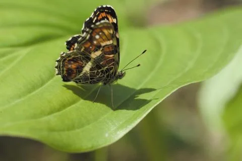 Insect World 写真素材