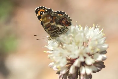 Insect World Stock Photos