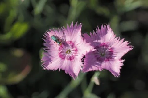 Insect World Stock Photos