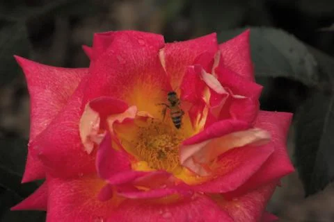 Insect World Stock Photos