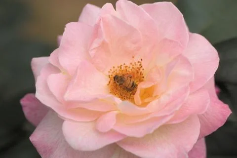 Insect World 库存照片