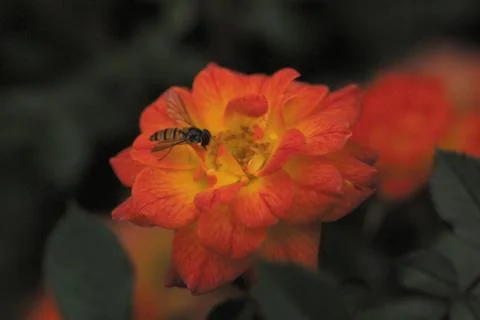 Insect World 库存照片