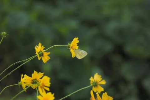 Insect World 写真素材