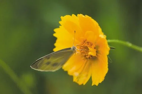 Insect World Fotos Stock