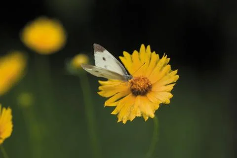 Insect World Stock Photos