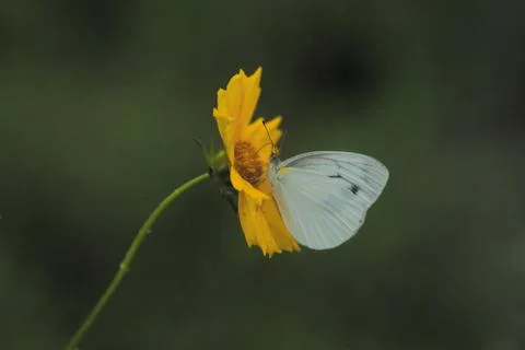 Insect World Stock Photos