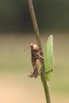 Insect World Stock Photos