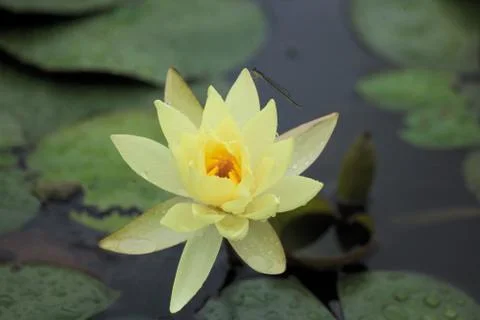 Insect World Stock Photos