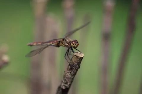 Insect World 库存照片