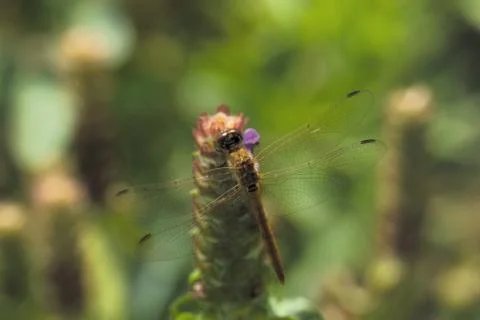 Insect World Stock Photos