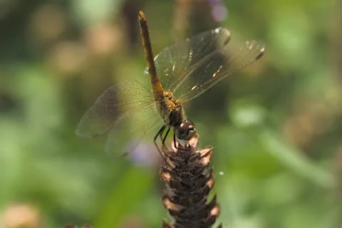 Insect World Stock Photos