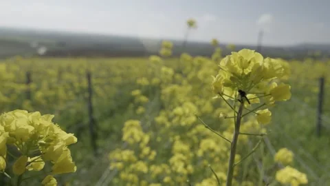 An insect on a yellow flower flying in the wind in a permaculture garden, France Stock Footage 289744699