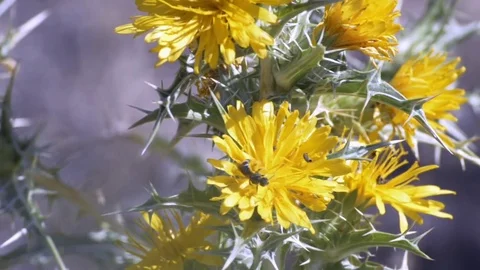 Insect on the yellow flower Stock Footage 77550810