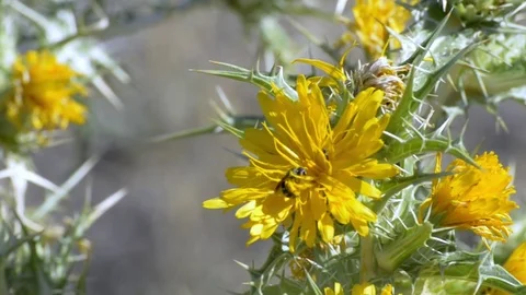 Insect on the yellow flower Video stock 77550812